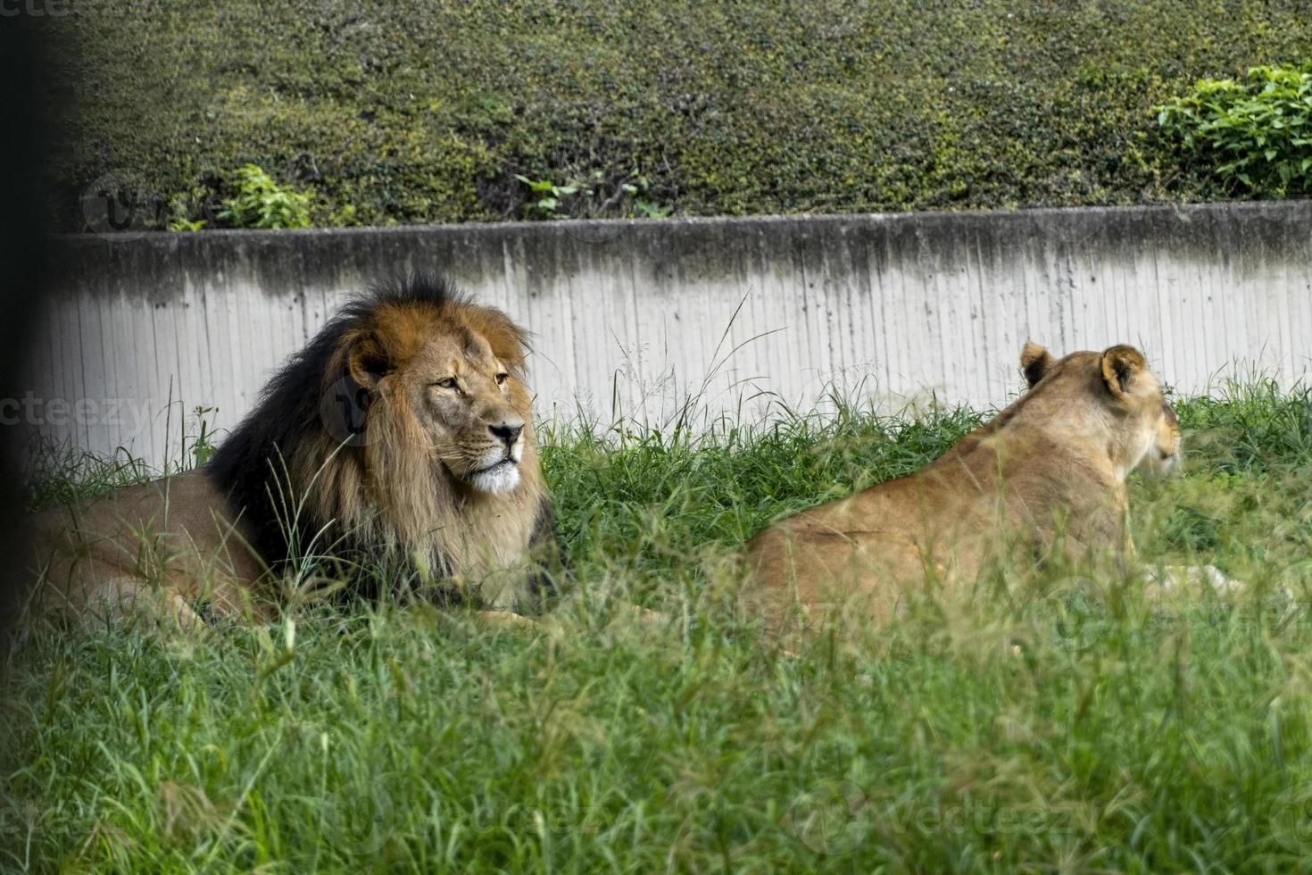 leão e leoa sentados descansando na grama, zoo méxico foto