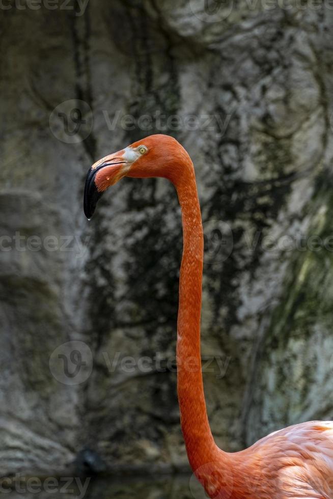 phoenicopterus ruber flamingos dentro de uma fonte ao fundo um trem turístico branco passando, vegetação e água ao redor do local foto