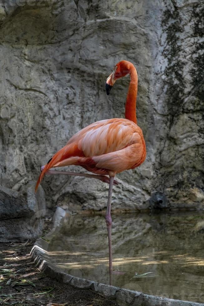 flamingo visto de perto, atrás de uma cachoeira, animal de penas rosa, méxico foto