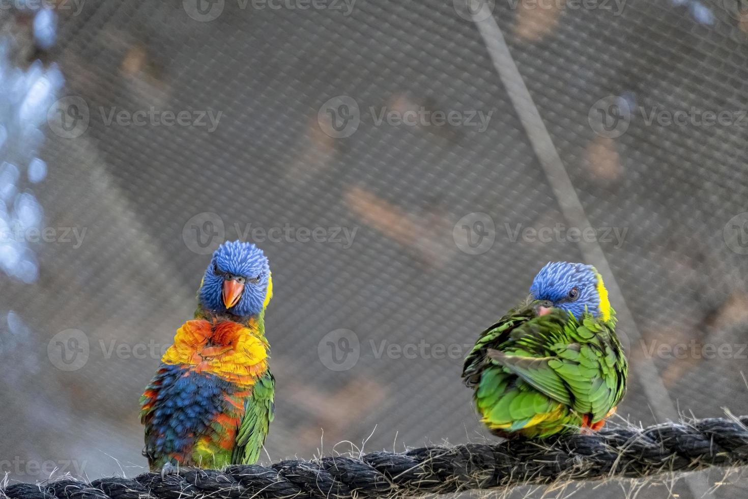 dois pássaros amorosos, brincando na grama, um amarelo verde e um azul branco, periquitos pequenos, fundo com bokeh méxico foto