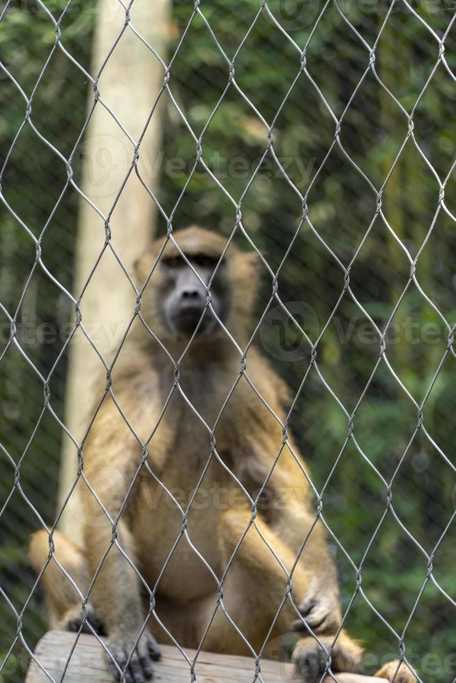 macaco vervet, cercopithecus pygerythrus, enjaulado no zoológico, méxico foto