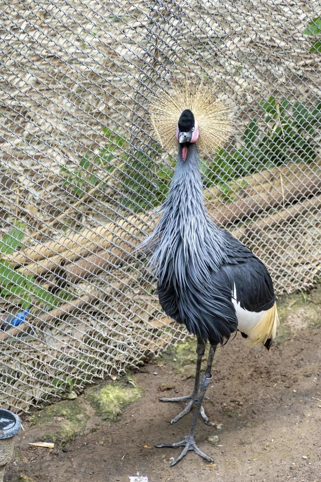 guindaste coroado, balearica regulorum, dentro de uma gaiola de malha no zoológico, um pássaro com penas coloridas, méxico foto