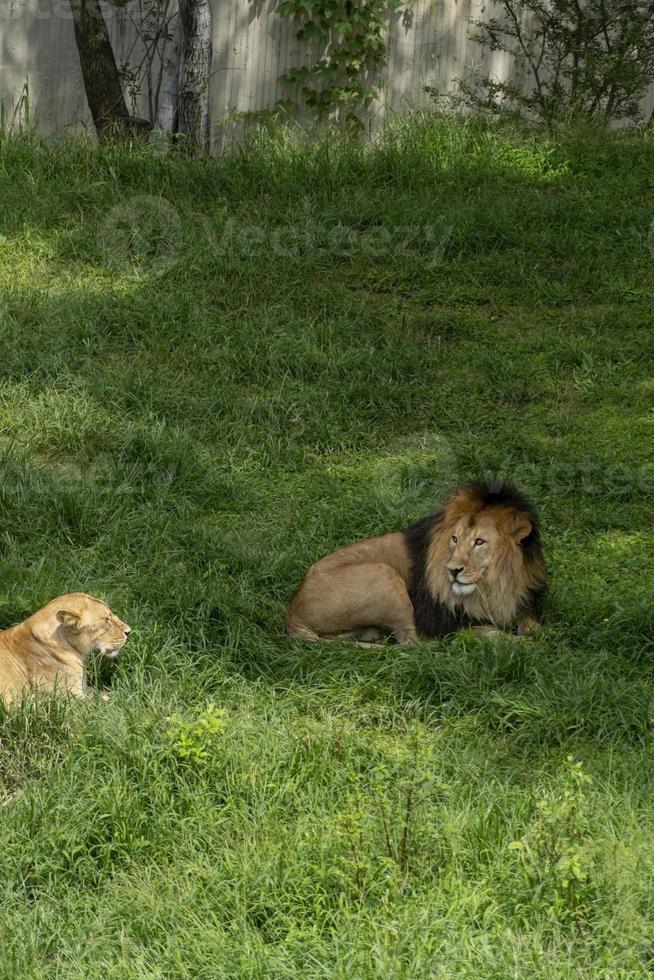 leão e leoa sentados descansando na grama, zoo méxico foto