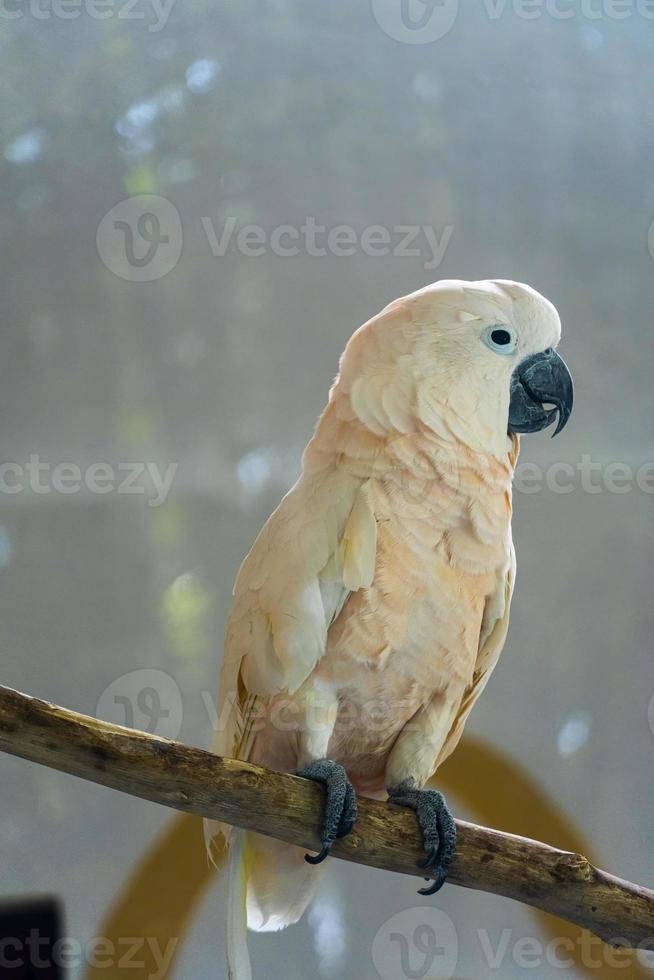 cacatua galerita cacatua, também conhecida como cacatua molucana, é uma cacatua endêmica do arquipélago seram no leste da indonésia, zoológico, méxico foto