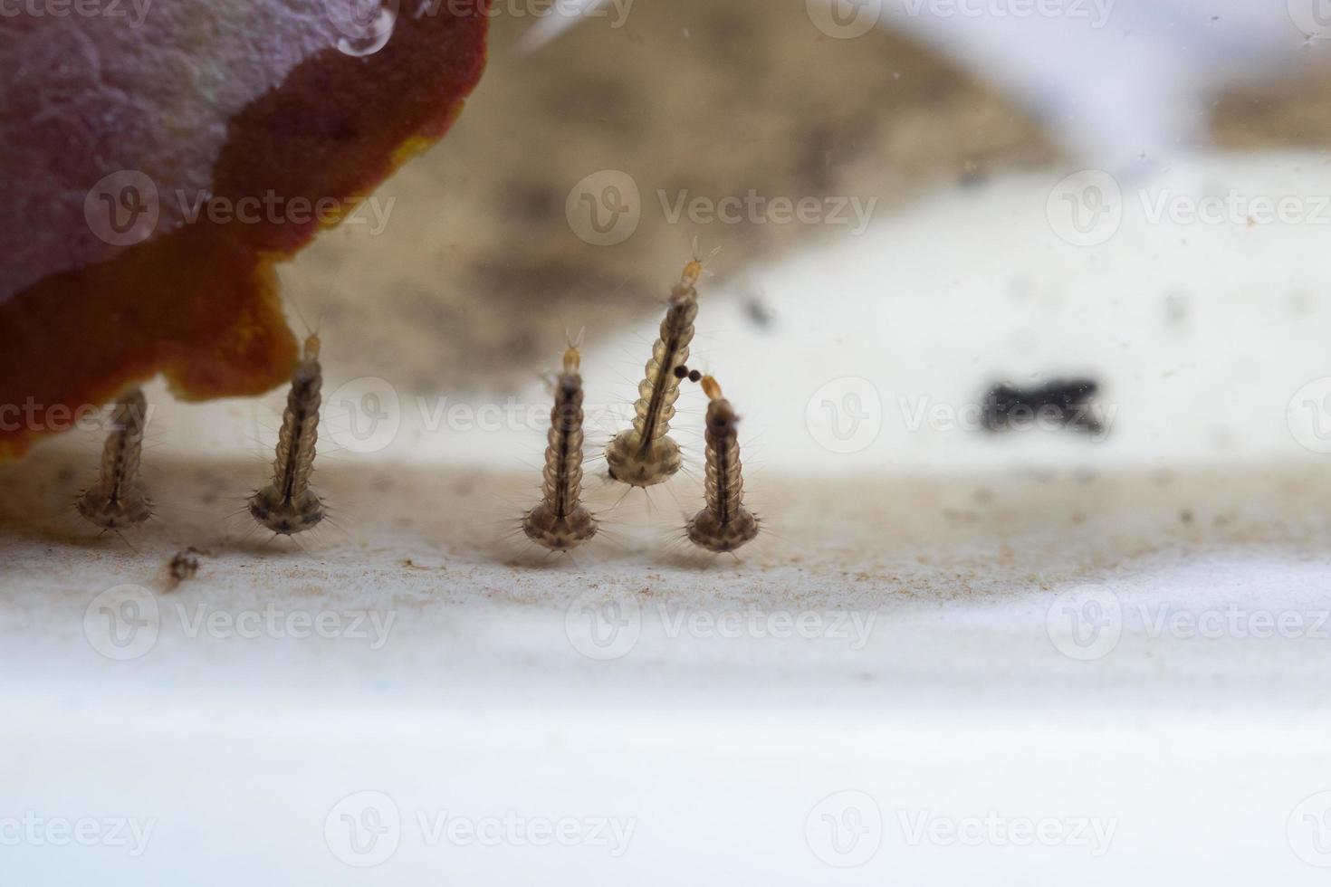 larvas de mosquito em água estagnada close-up foto