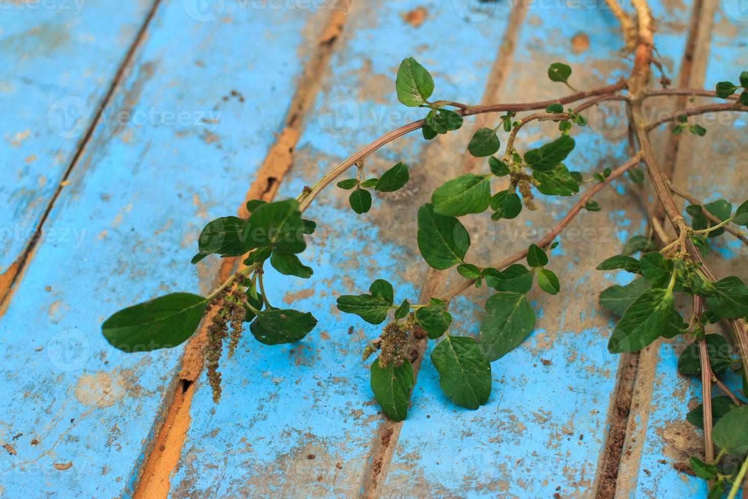 erva daninha da natureza com raiz e solo na velha madeira azul foto
