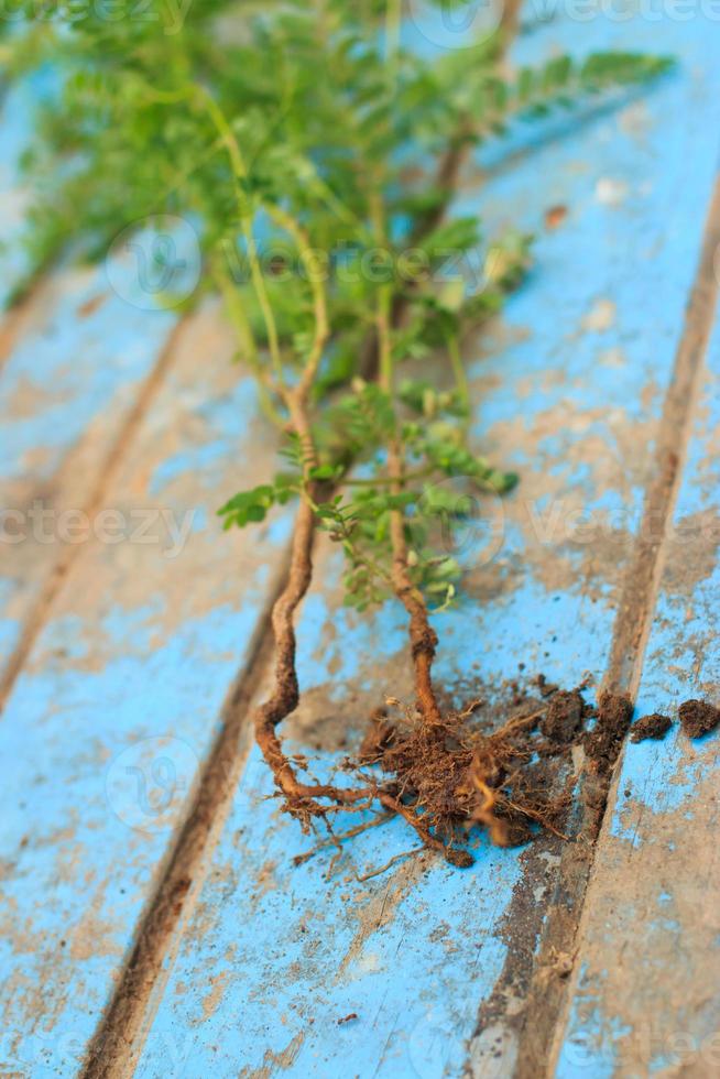 erva daninha da natureza com raiz e solo na velha madeira azul foto