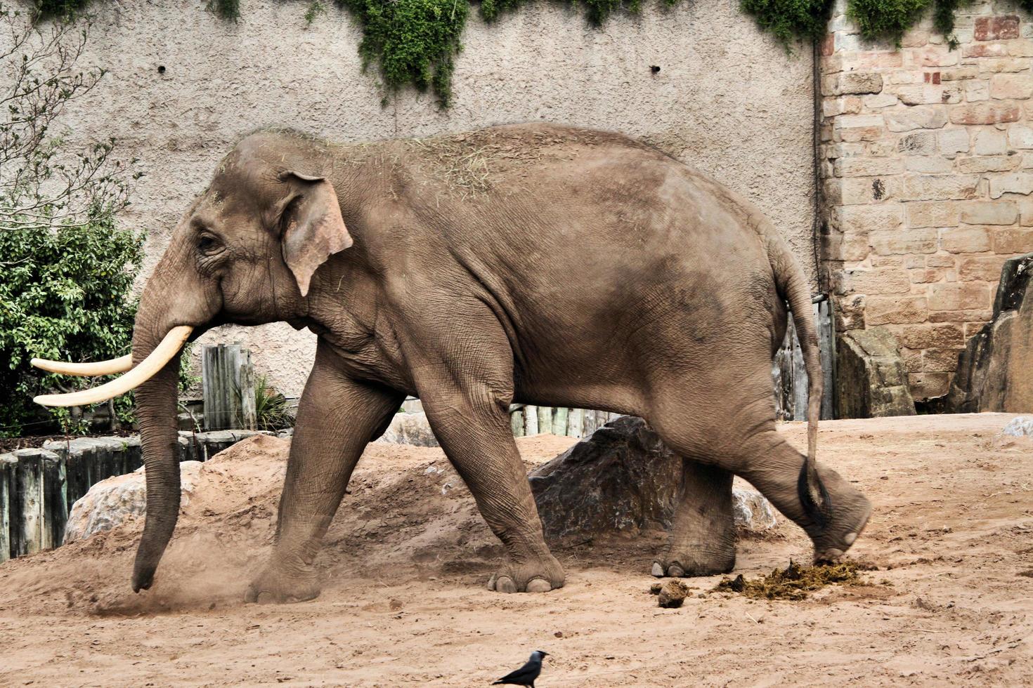 vista de um elefante foto