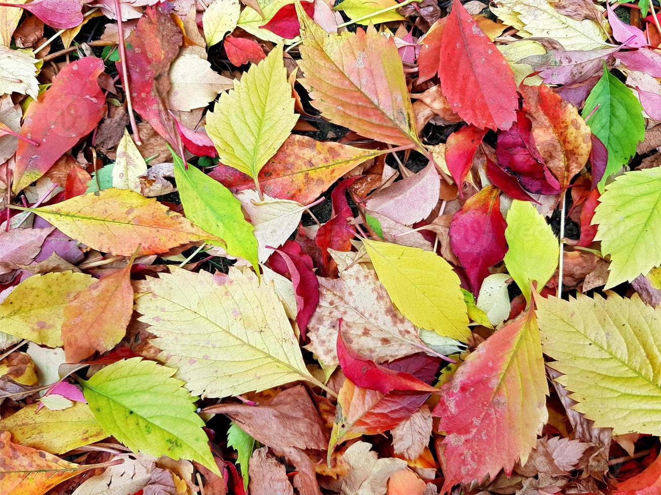tapete de outono de folhagem caída colorida - amarelo, laranja, vermelho, carmesim, verde, marrom. diferentes folhas de outono de árvores e folhas de uvas solteiras de escalada. luz de fundo brilhante. foto