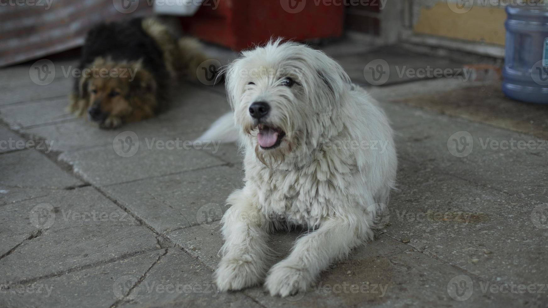 cachorro com pelagem branca. porta de guardas de animais de estimação. foto