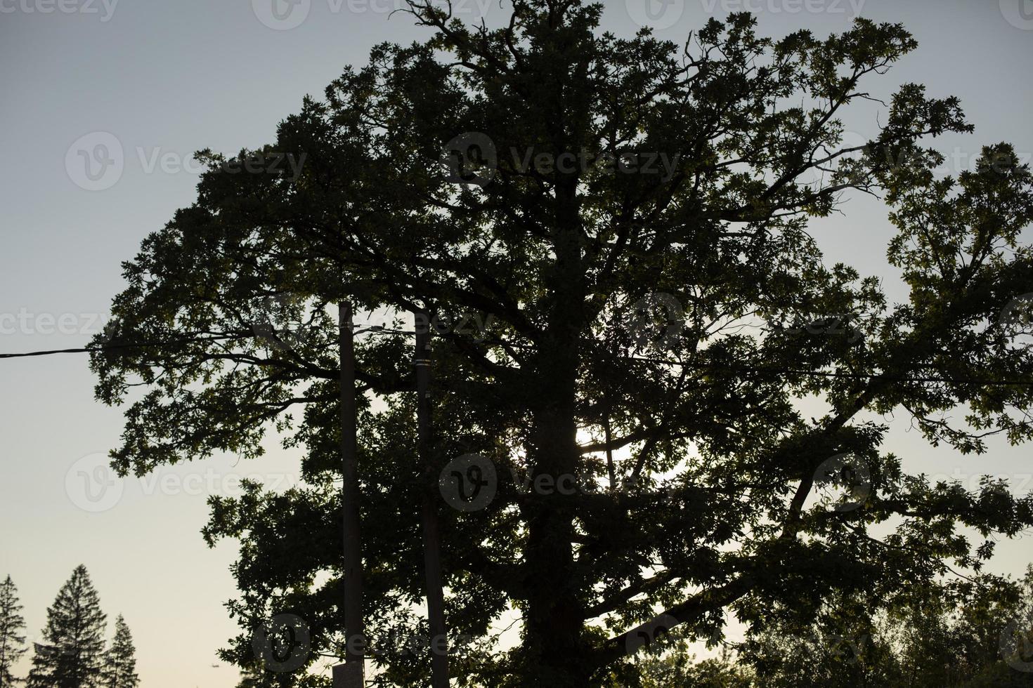 céu de silhueta de árvore, galhos à noite. silhueta de pinho. foto