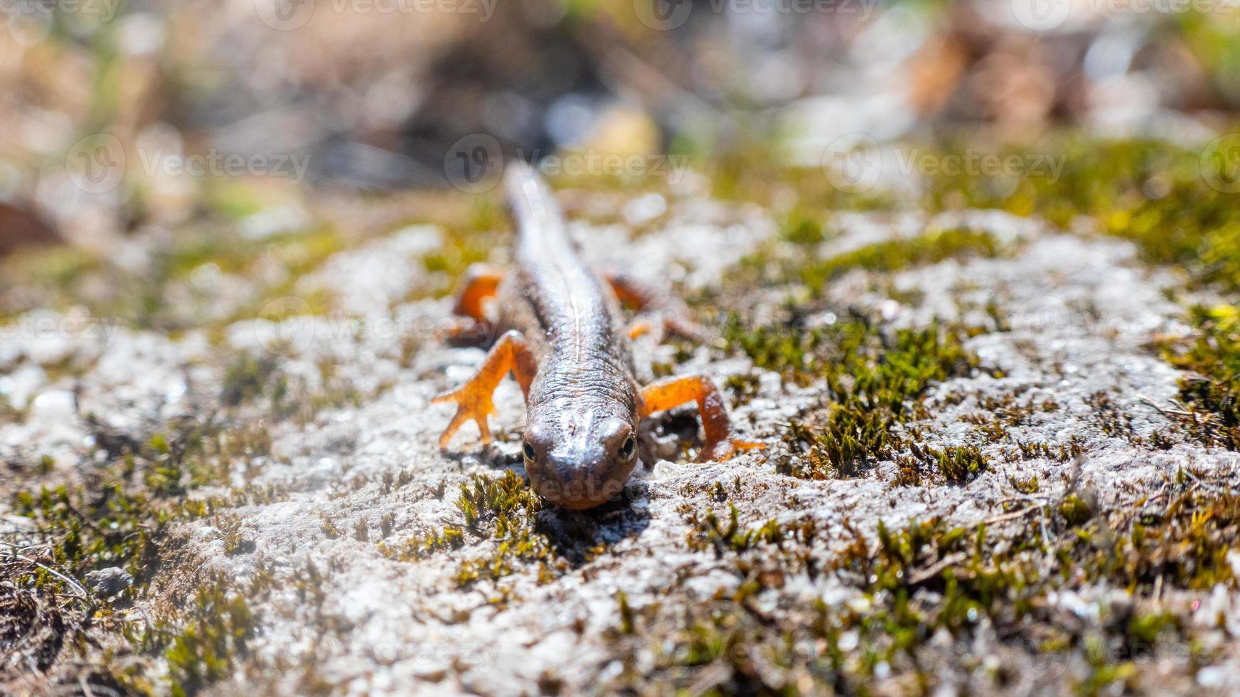 um lindo lagarto marrom se aquece ao sol. encontra-se em uma pedra cinza foto