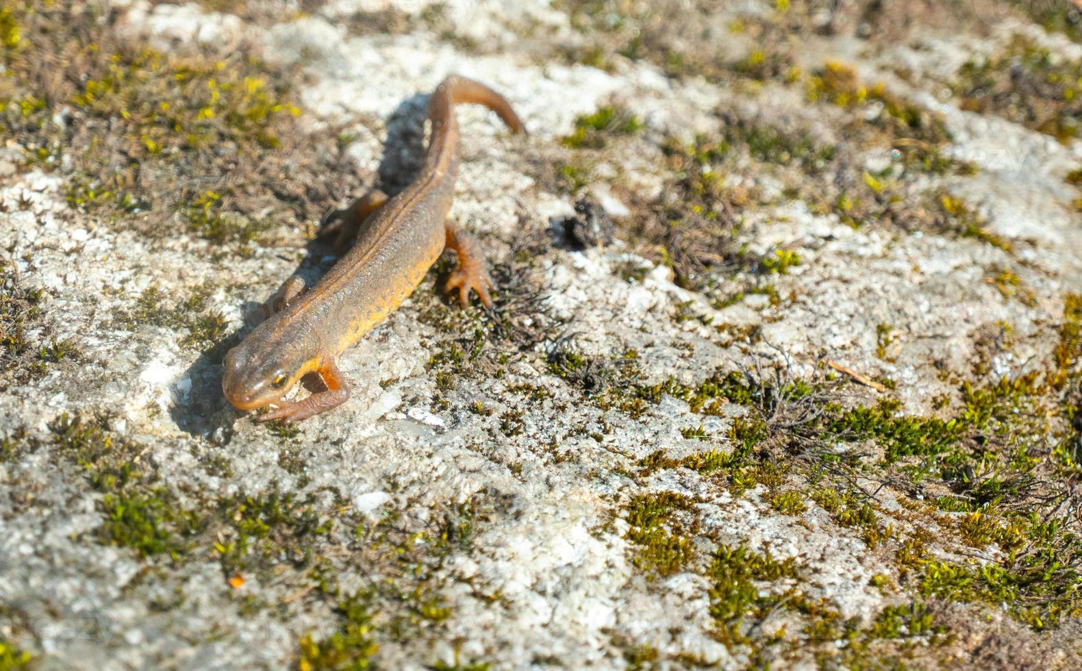 um lindo lagarto marrom se aquece ao sol. encontra-se em uma pedra cinza foto