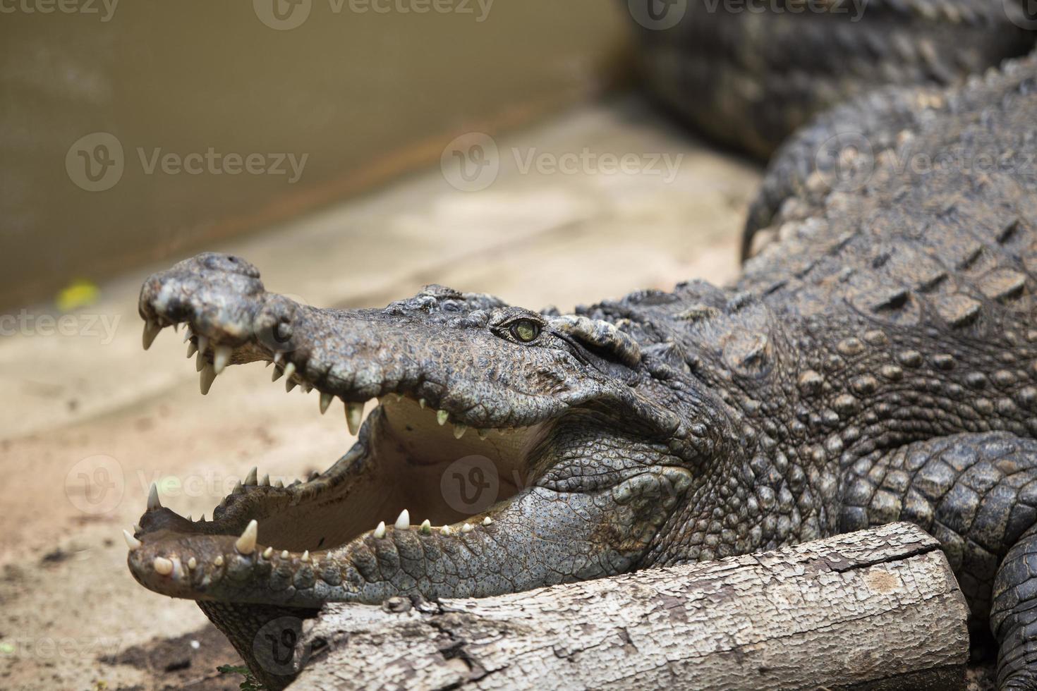 crocodilos descansando na fazenda de crocodilos na tailândia foto