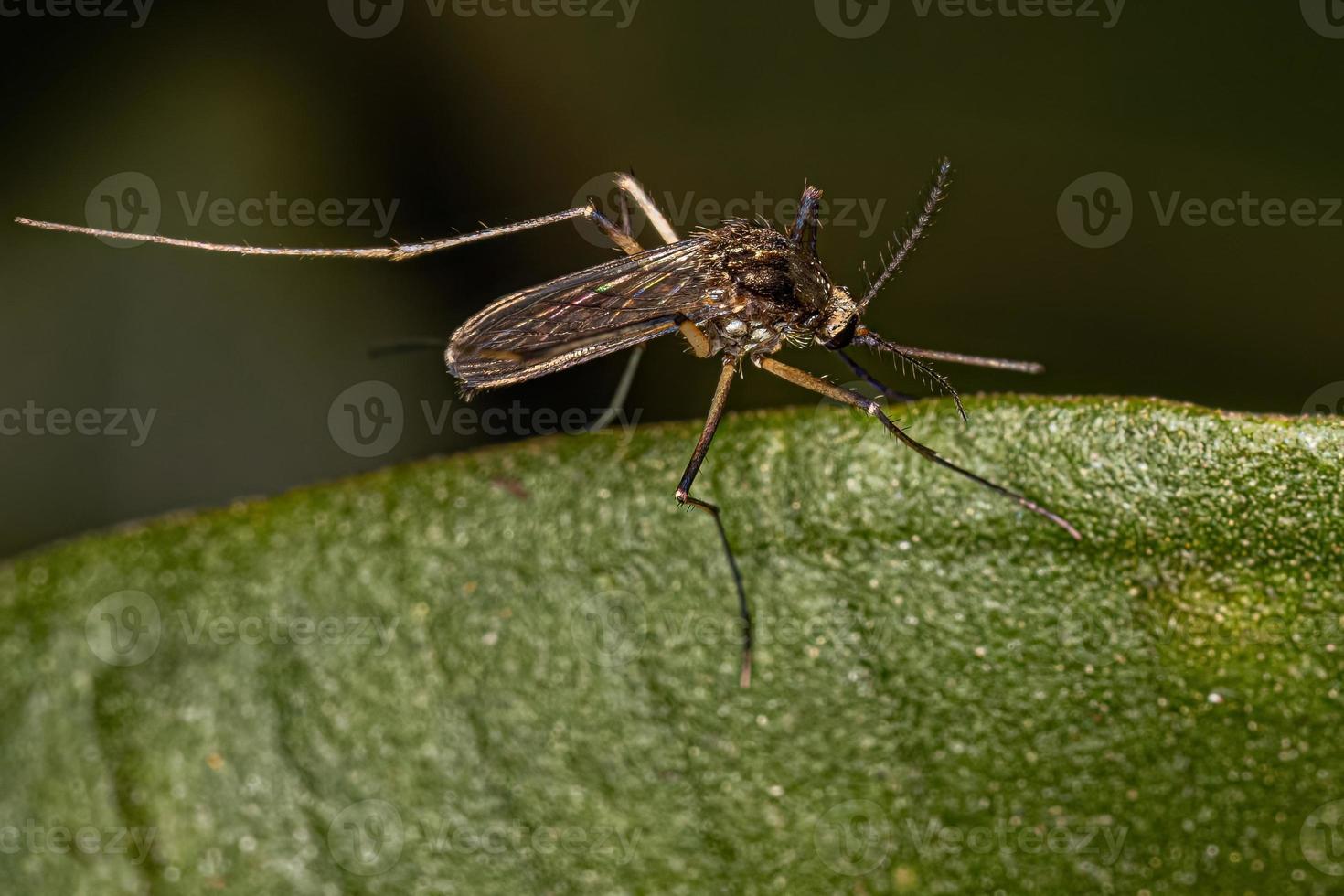 mosquito culicine fêmea adulta foto