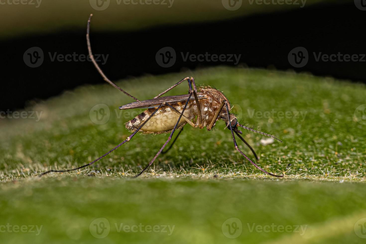 fêmea adulta do sul da casa mosquito inseto foto