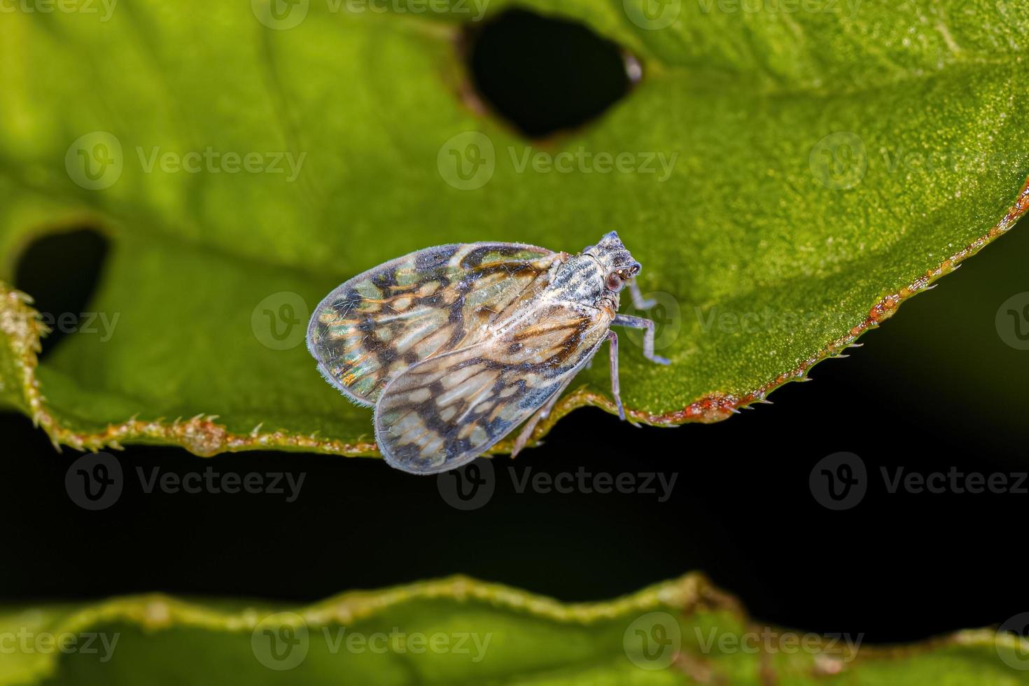 planthopper pequeno adulto foto