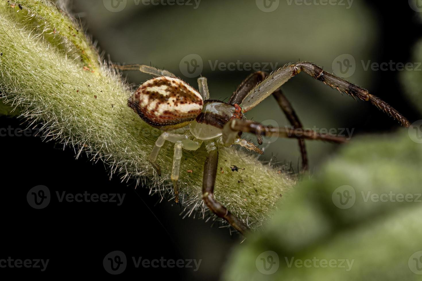 pequena aranha de caranguejo fêmea foto