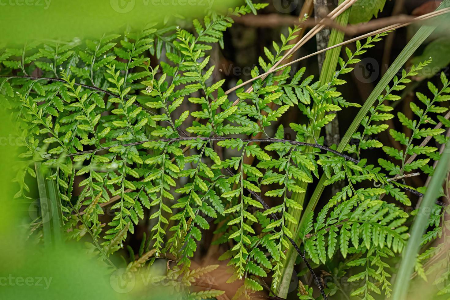 folhas de samambaia prateada foto