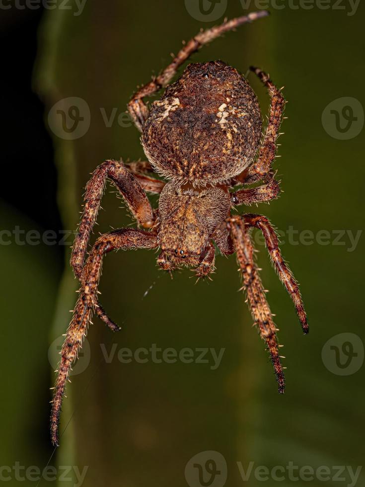 pequena aranha orbweaver foto