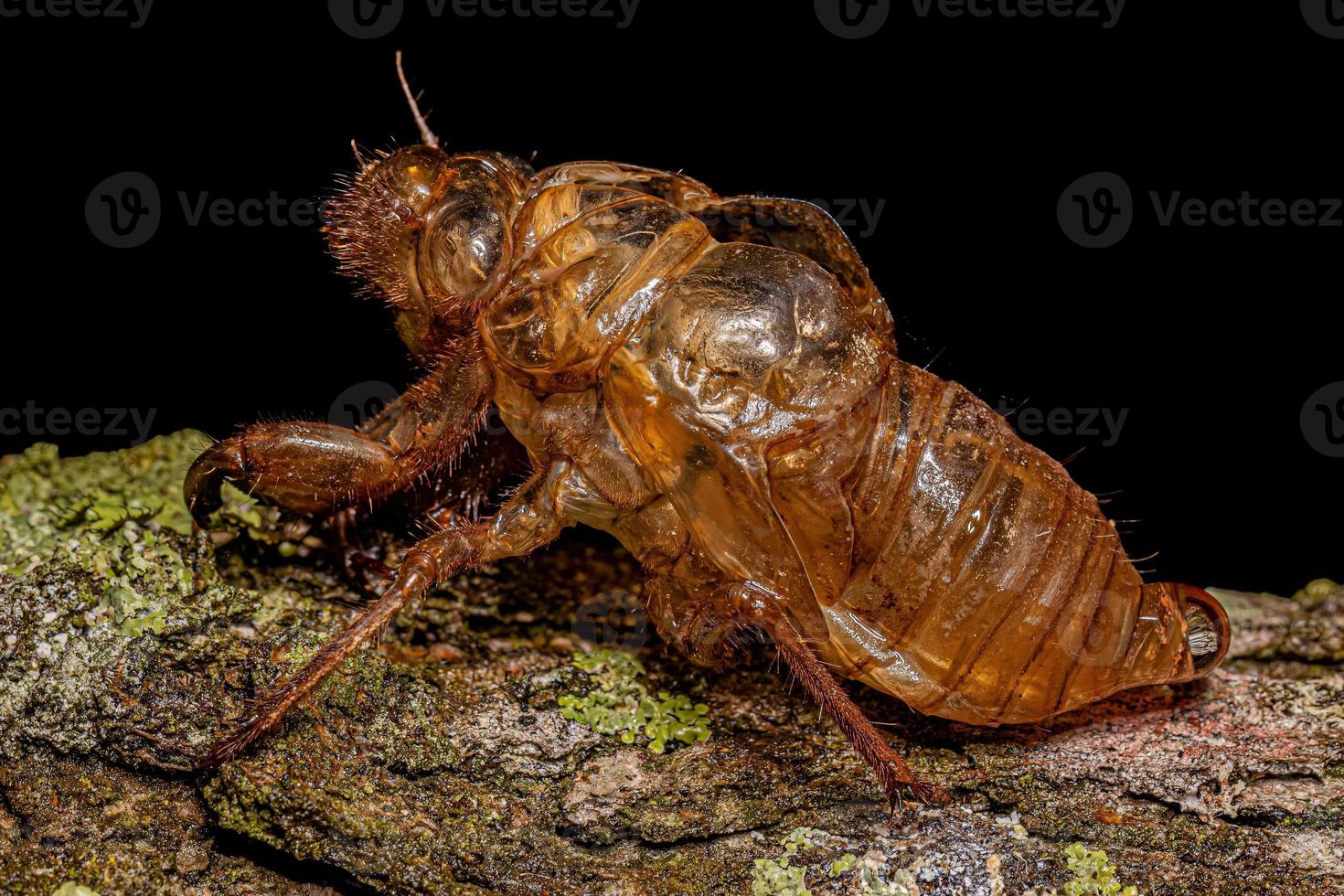 exuvia de cigarra típica foto