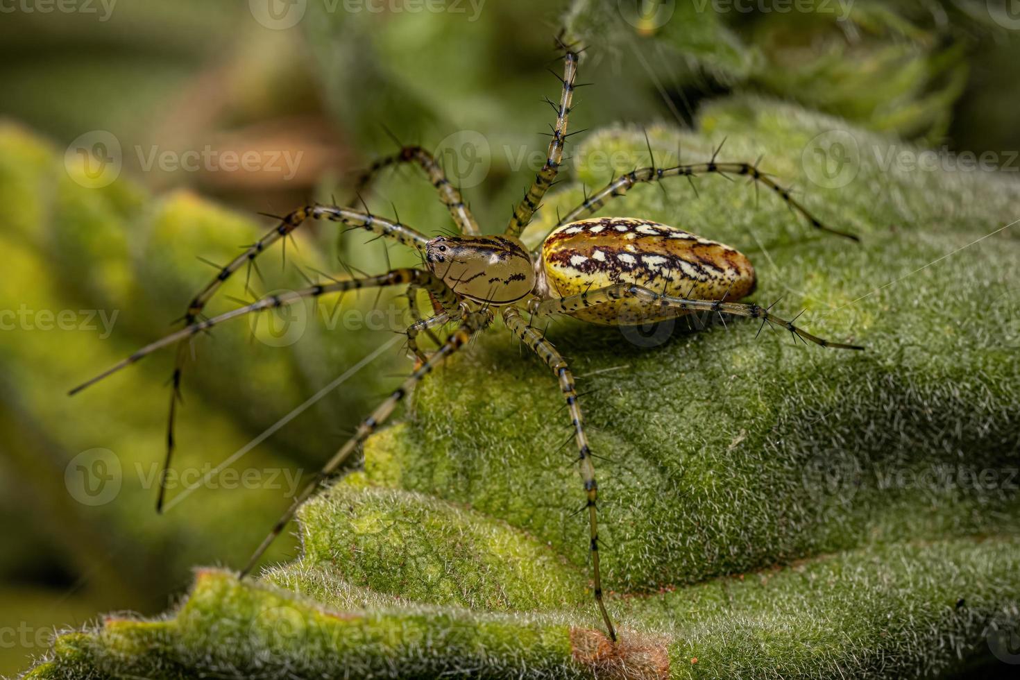 aranha lince fêmea adulta foto
