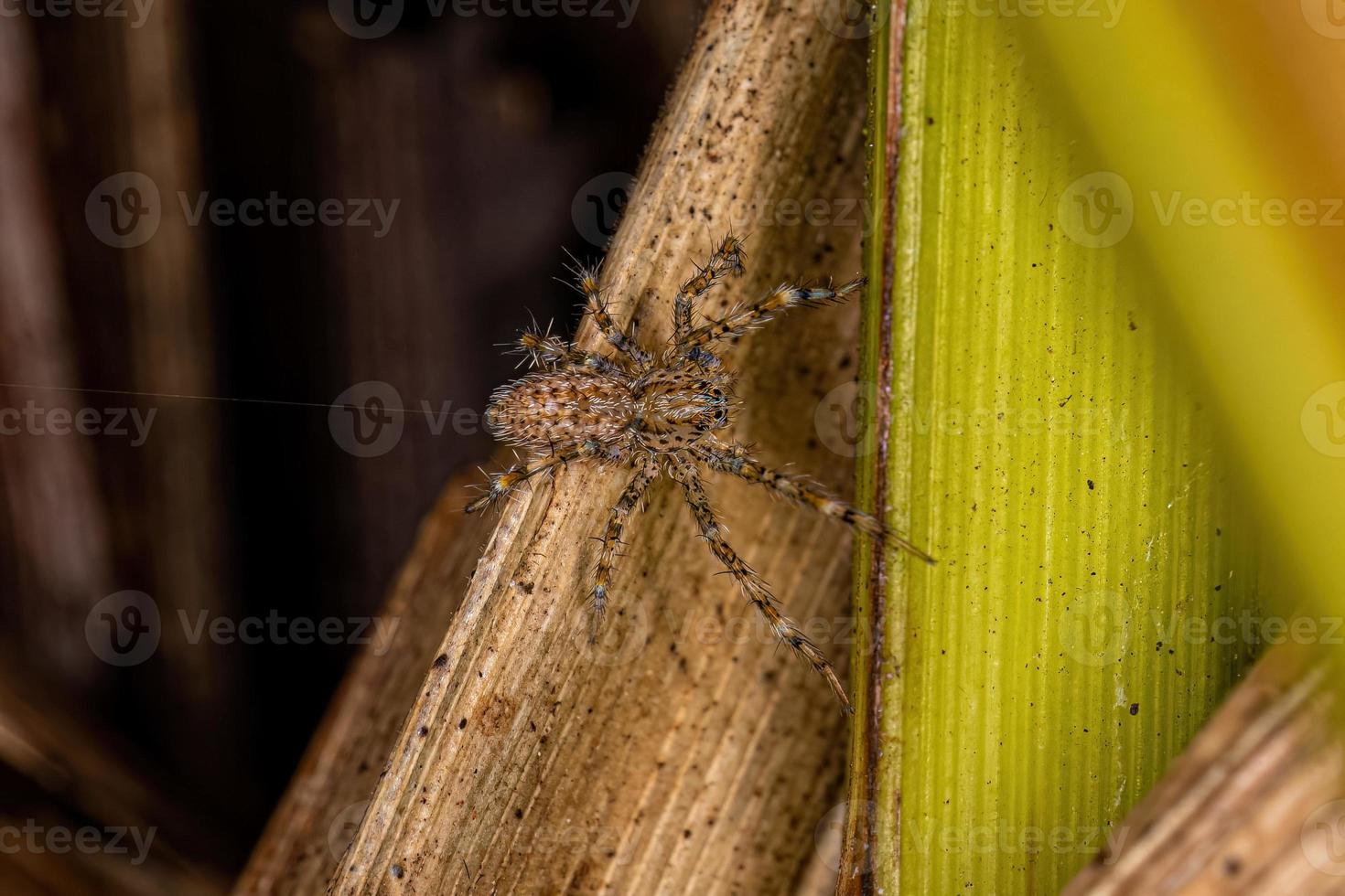 pequena aranha entelegina foto