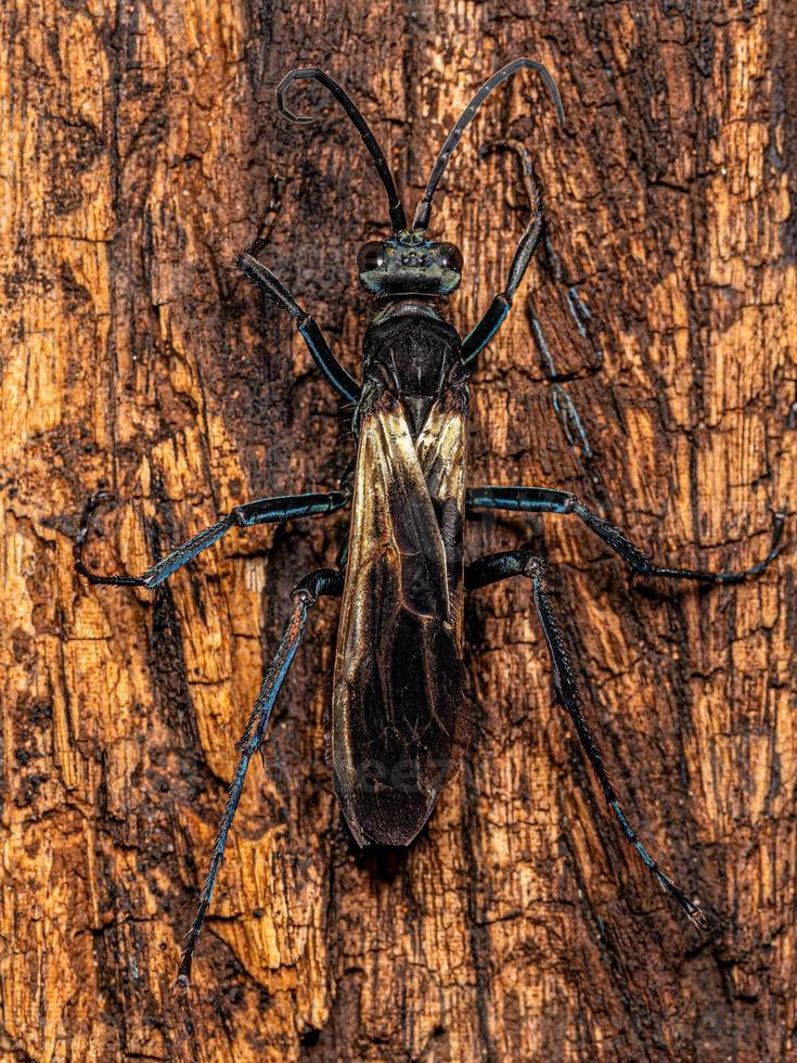 vespa tarântula adulta foto