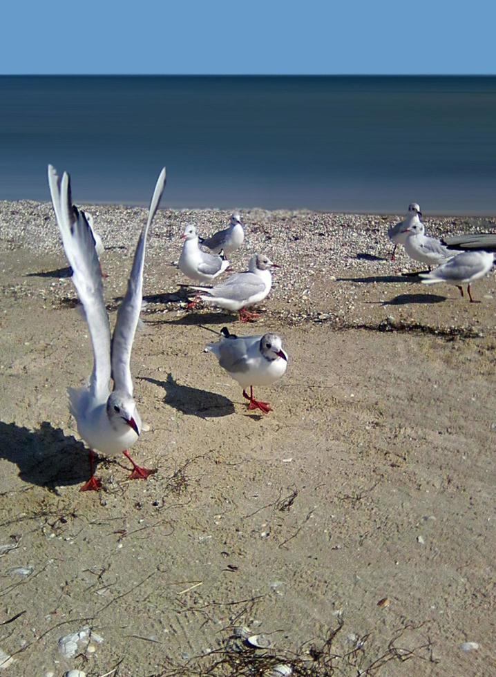 gaivotas na costa do mar de azov foto