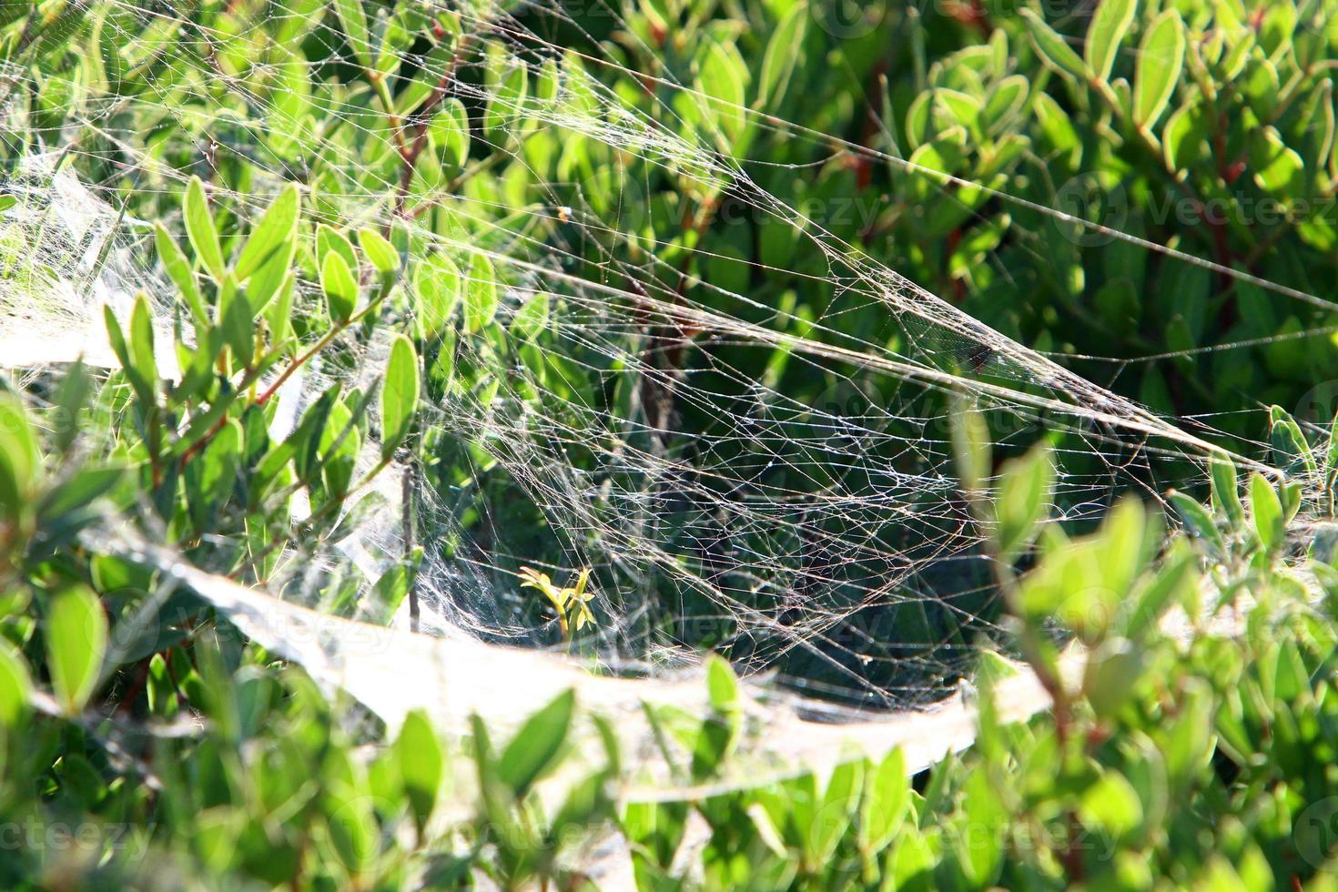 nos galhos e folhas das árvores teias de aranha de fios finos. foto