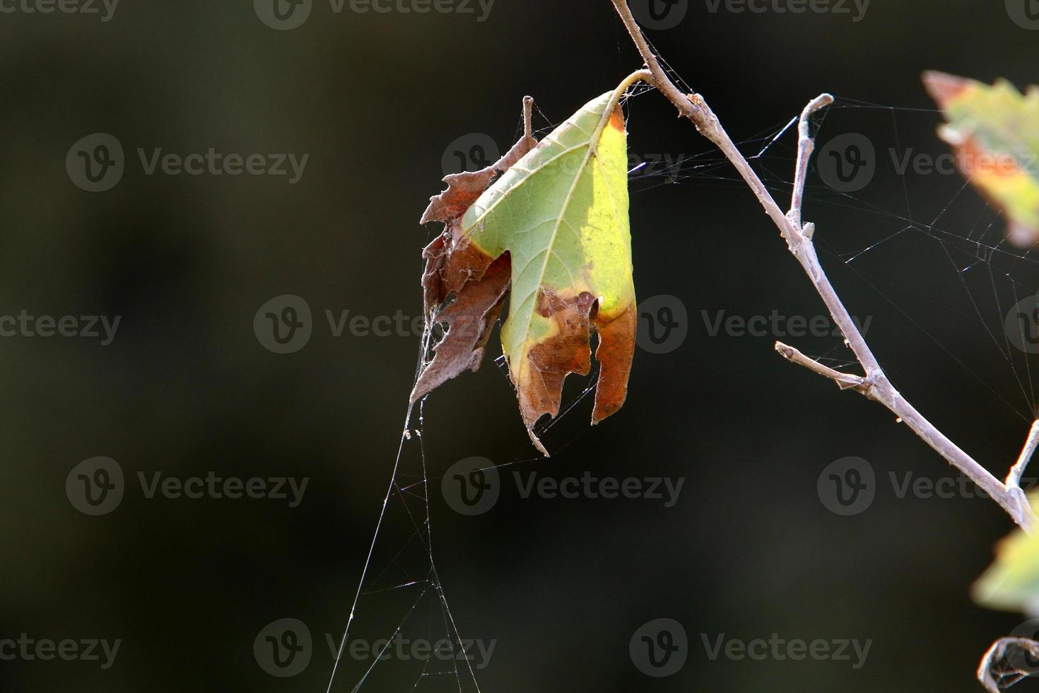 nos galhos e folhas das árvores teias de aranha de fios finos. foto