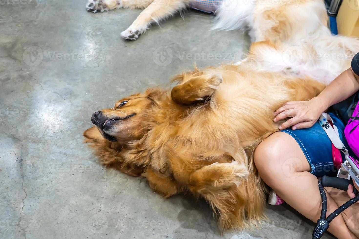 o cachorro dorme foto