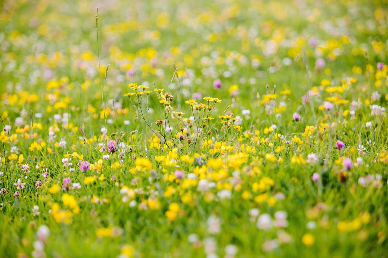 campo de flores amarelas durante o dia foto