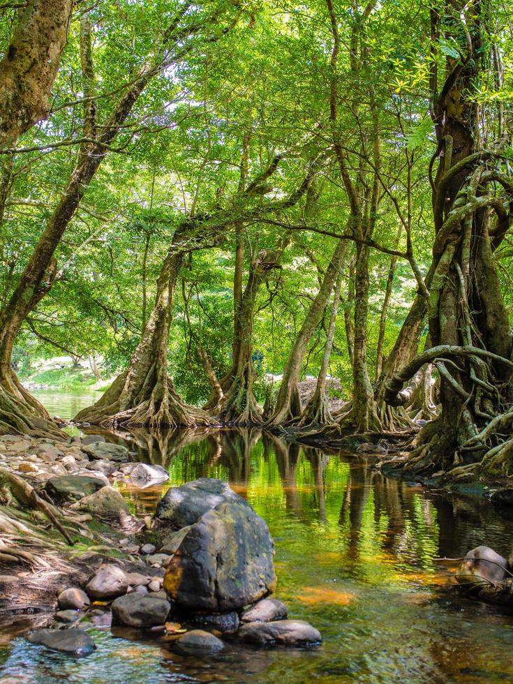 rio correndo por uma floresta verde foto