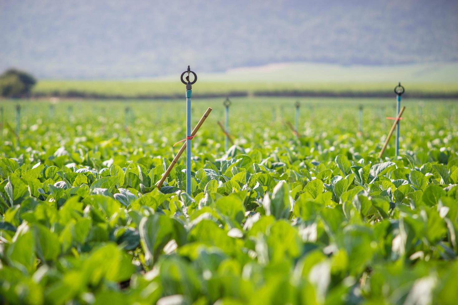 sprinklers em um campo verde foto