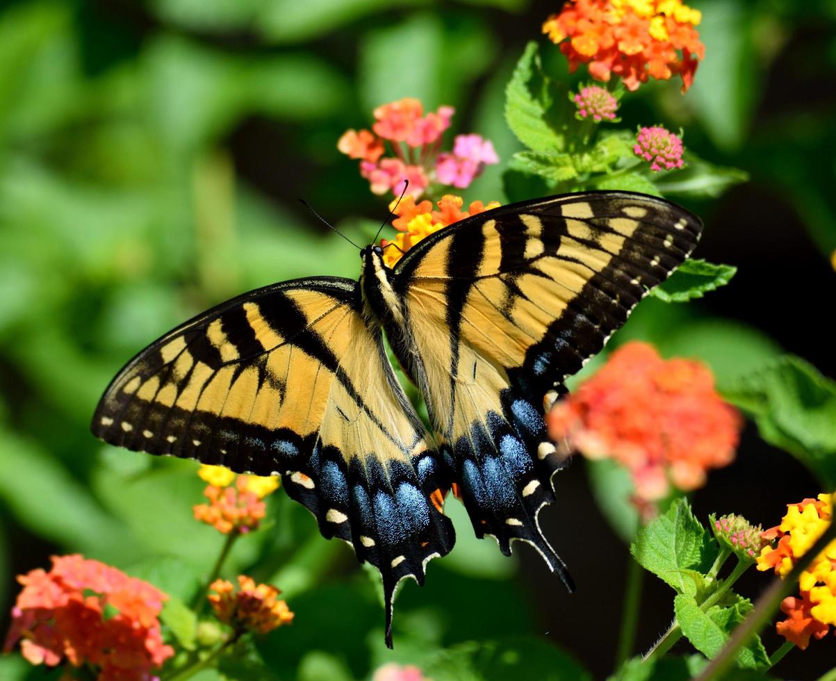 borboleta rabo de andorinha em uma flor foto