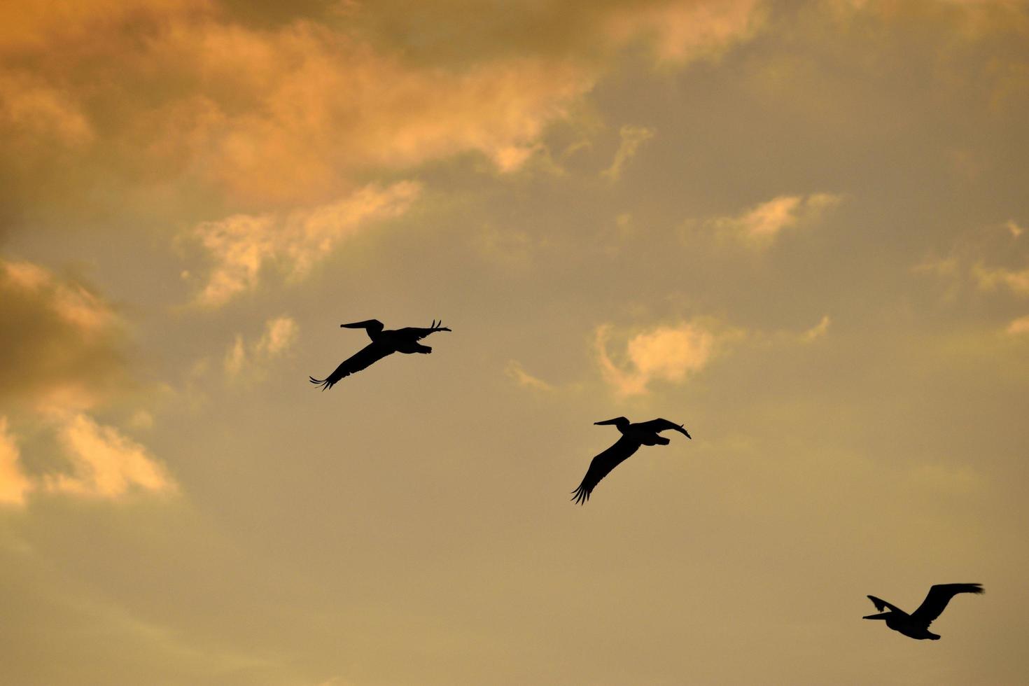 três pelicanos ao pôr do sol foto