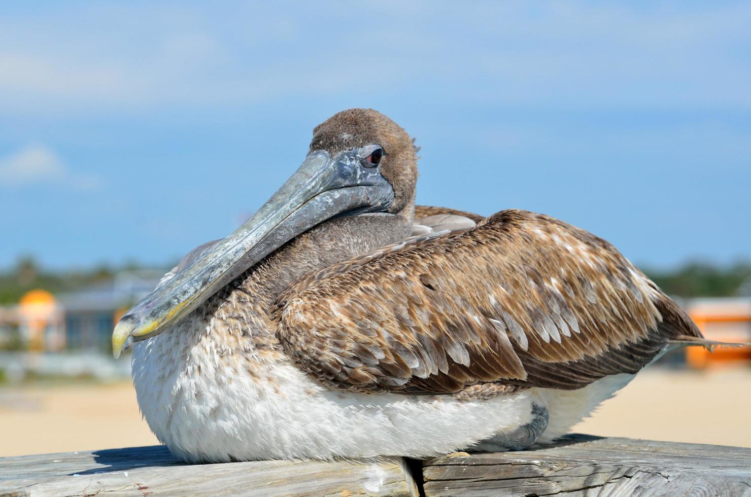 pelicano marrom na florida foto