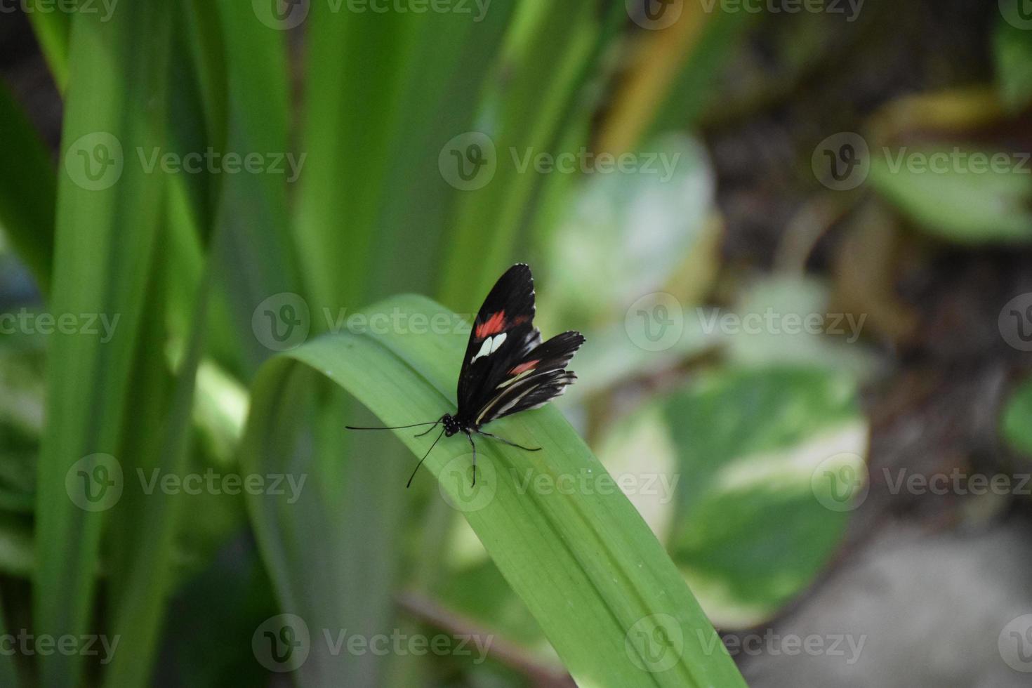borboleta bem estampada em uma planta de lírio de dia foto