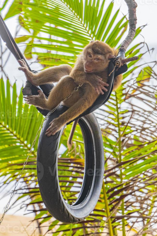 macaco macaco acorrentado em pneus na selva na praia tailândia. foto