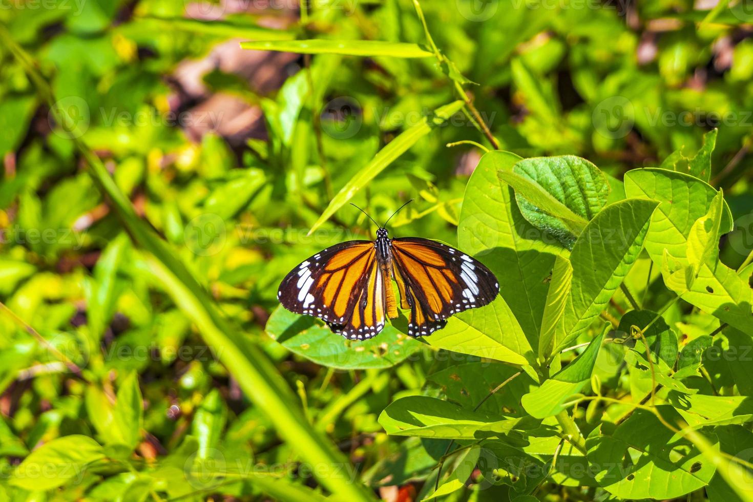 laranja preto amarelo borboleta borboletas inseto na planta verde tailândia. foto