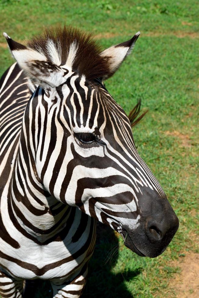retrato de zebra, close-up. foto