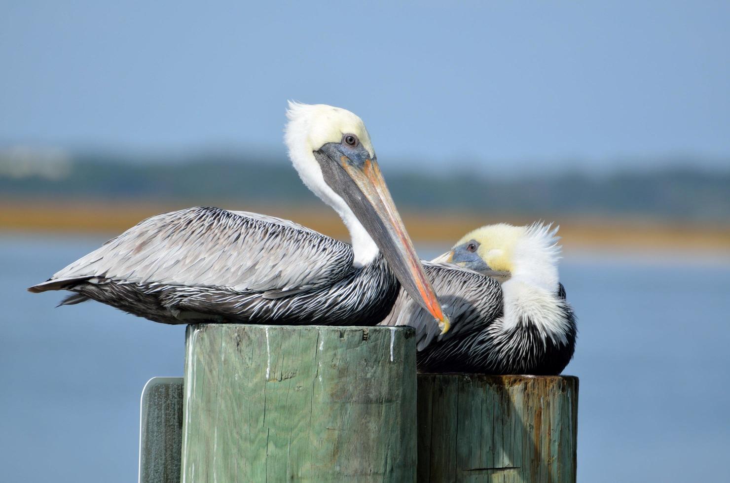 pelicanos marrons descansando foto