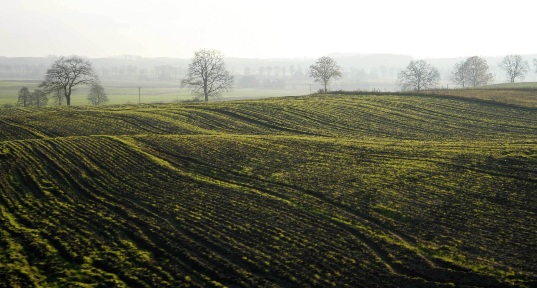 campo verde e árvores foto