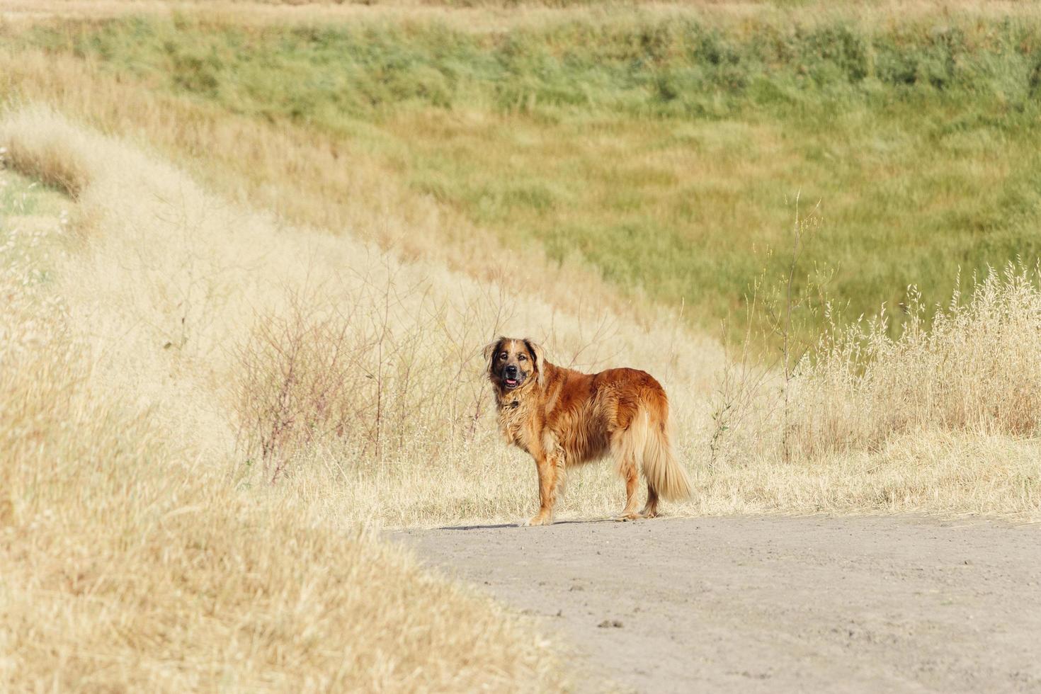 cachorro em trilha de caminhada foto