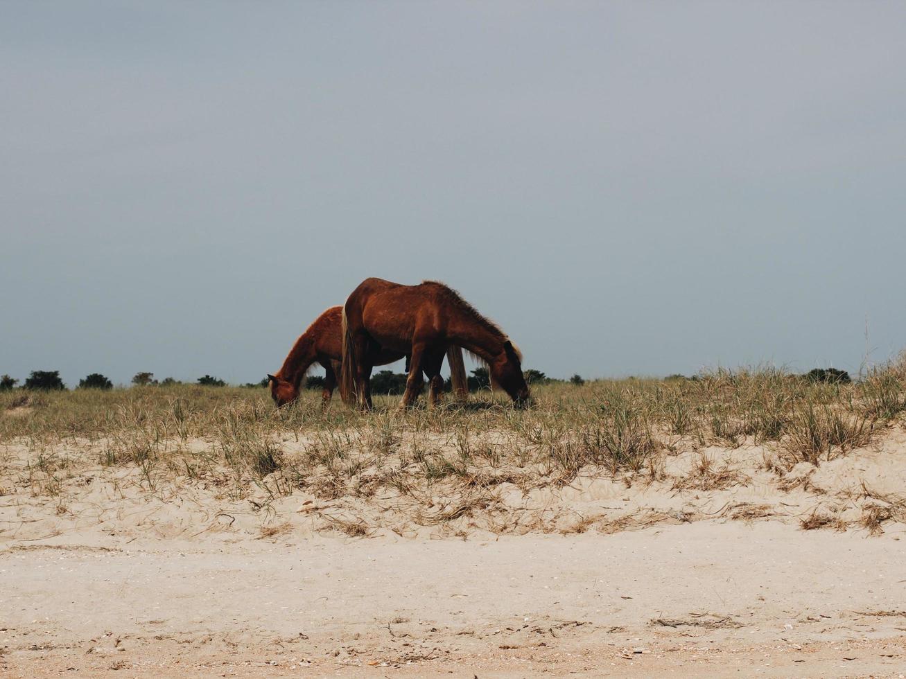 dois cavalos comendo grama foto