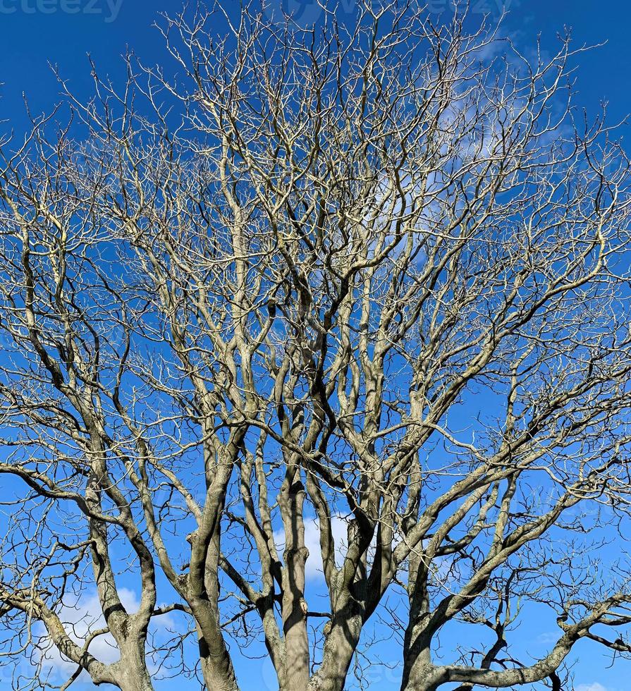 ramos de salgueiro velhos com um céu azul foto