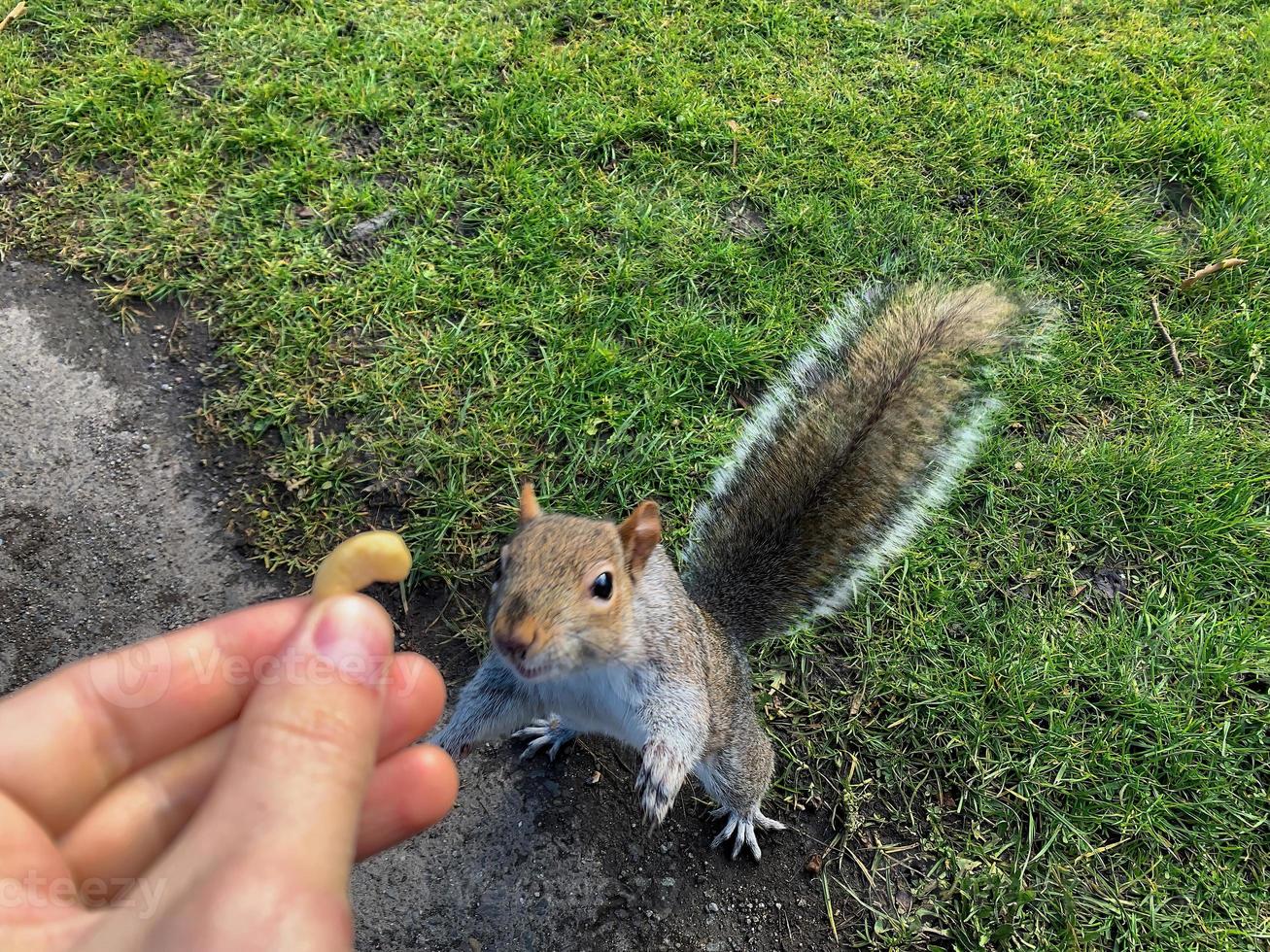 alimentando o esquilo com uma noz foto