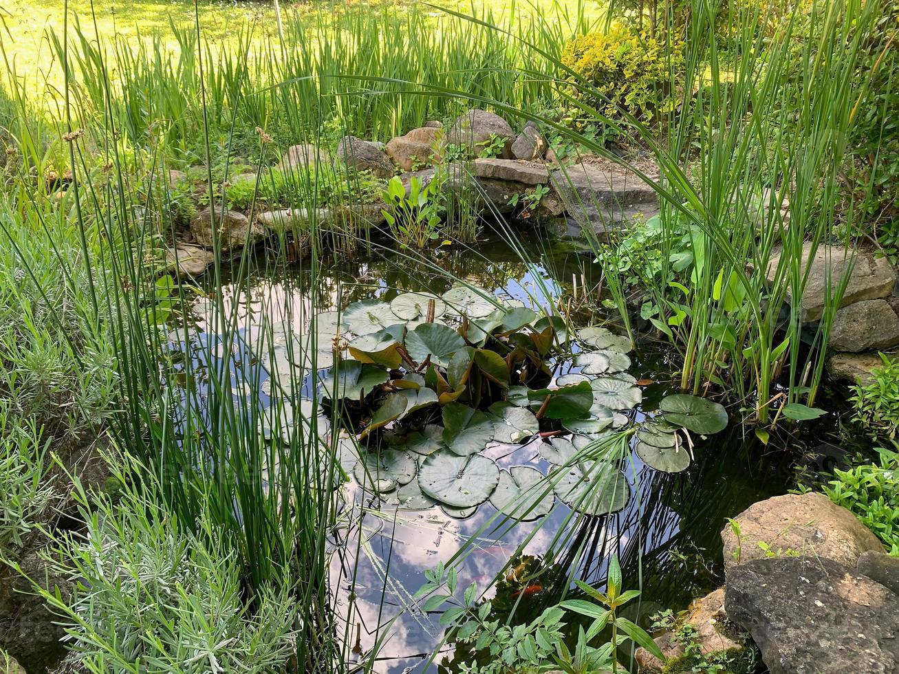 peixinhos dourados em uma lagoa de jardim verde zen foto