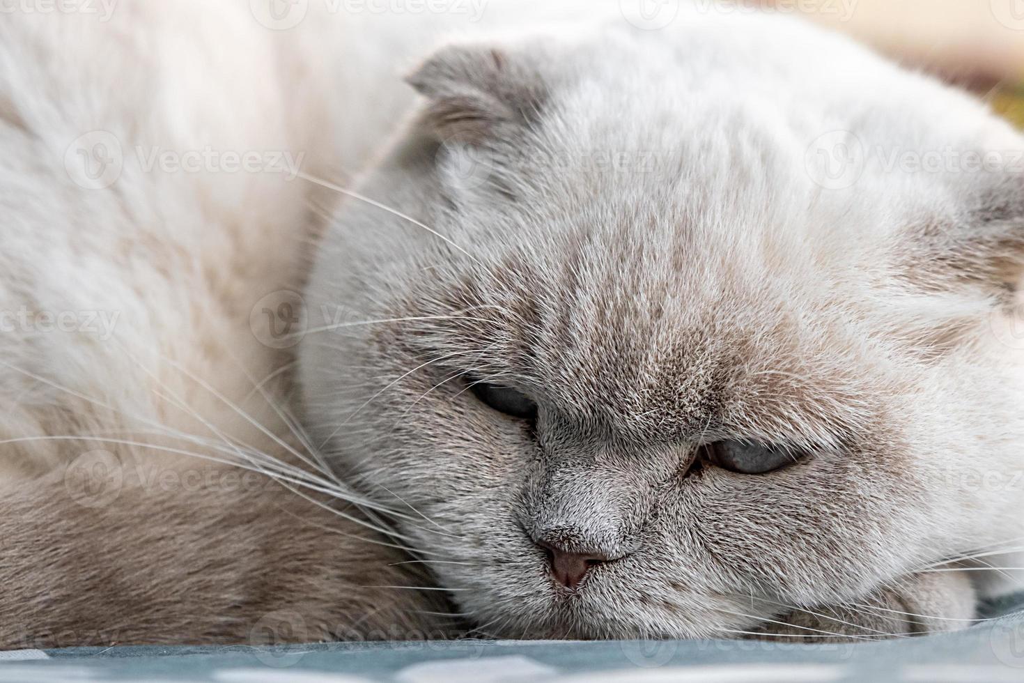 engraçado gato britânico branco doméstico de cabelos curtos dormindo em casa. gatinho descansando e relaxando no sofá azul. conceito de cuidados e animais de estimação. foto